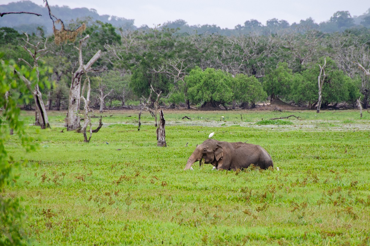 View of Yala National Park