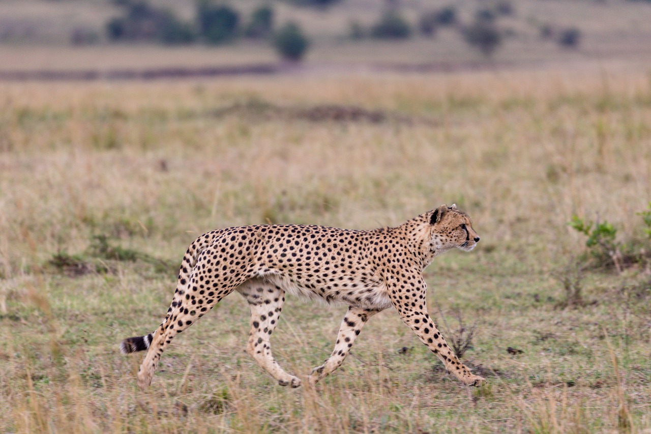 View of Maasai Mara