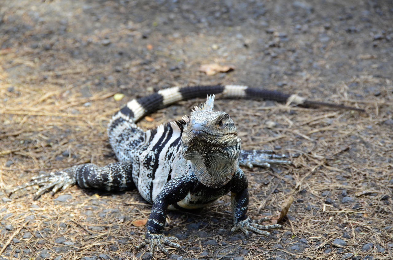 View of Manuel Antonio