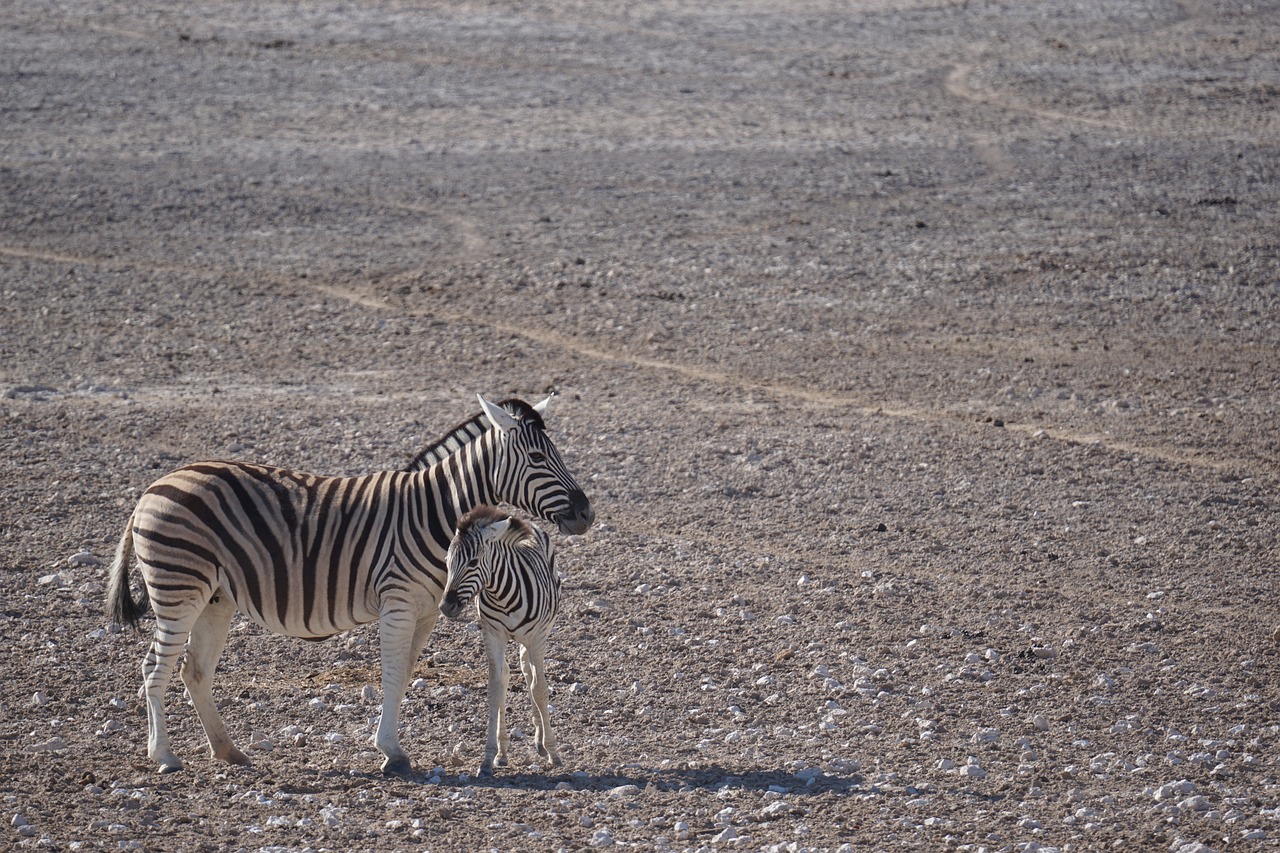View of Etosha National Park
