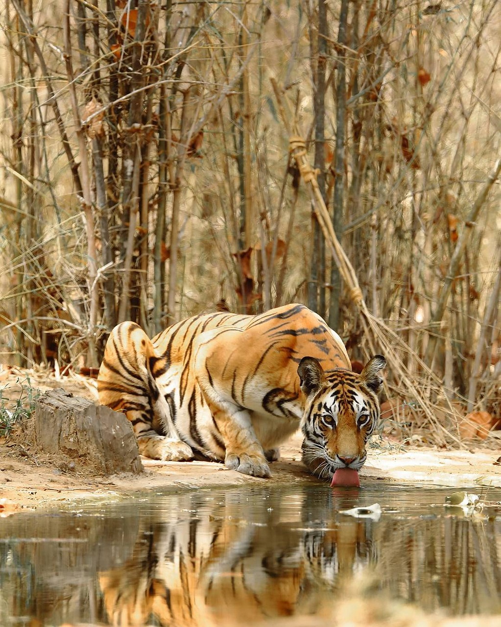 View of Singh’s Tiger Safari