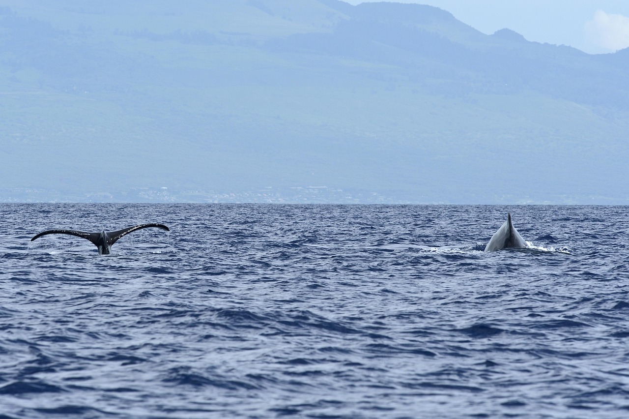 View of Lahaina