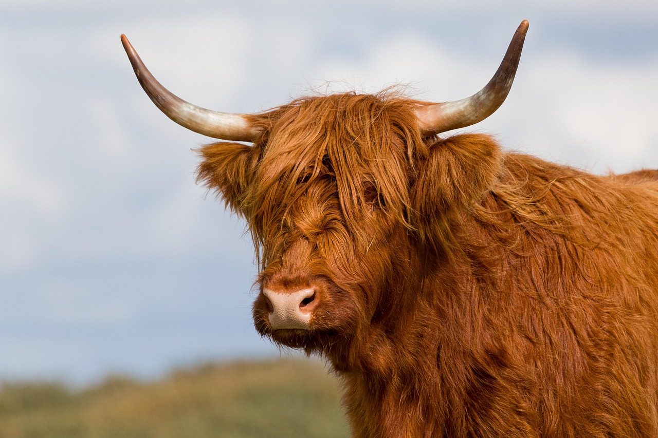 View of Galloway Forest Park