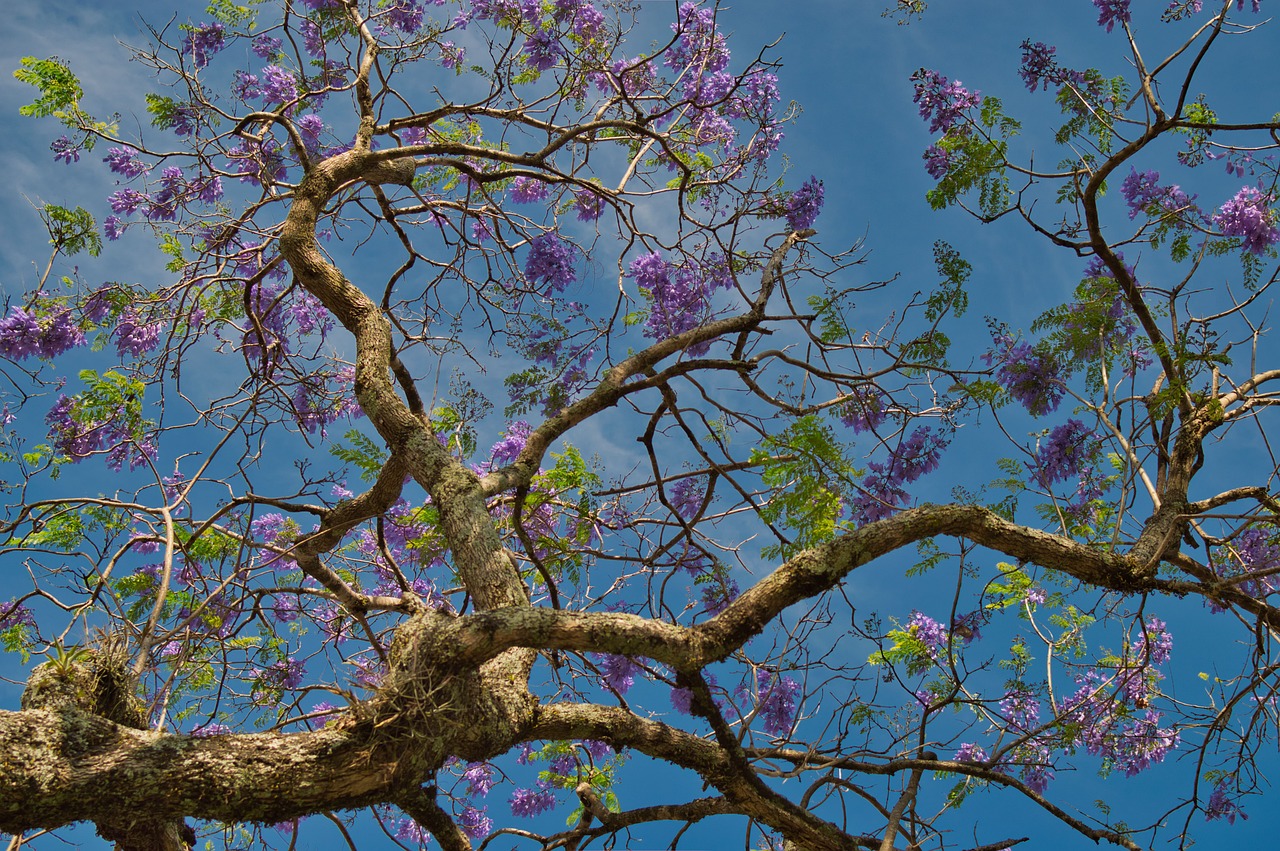 Tamarindo, Costa Rica