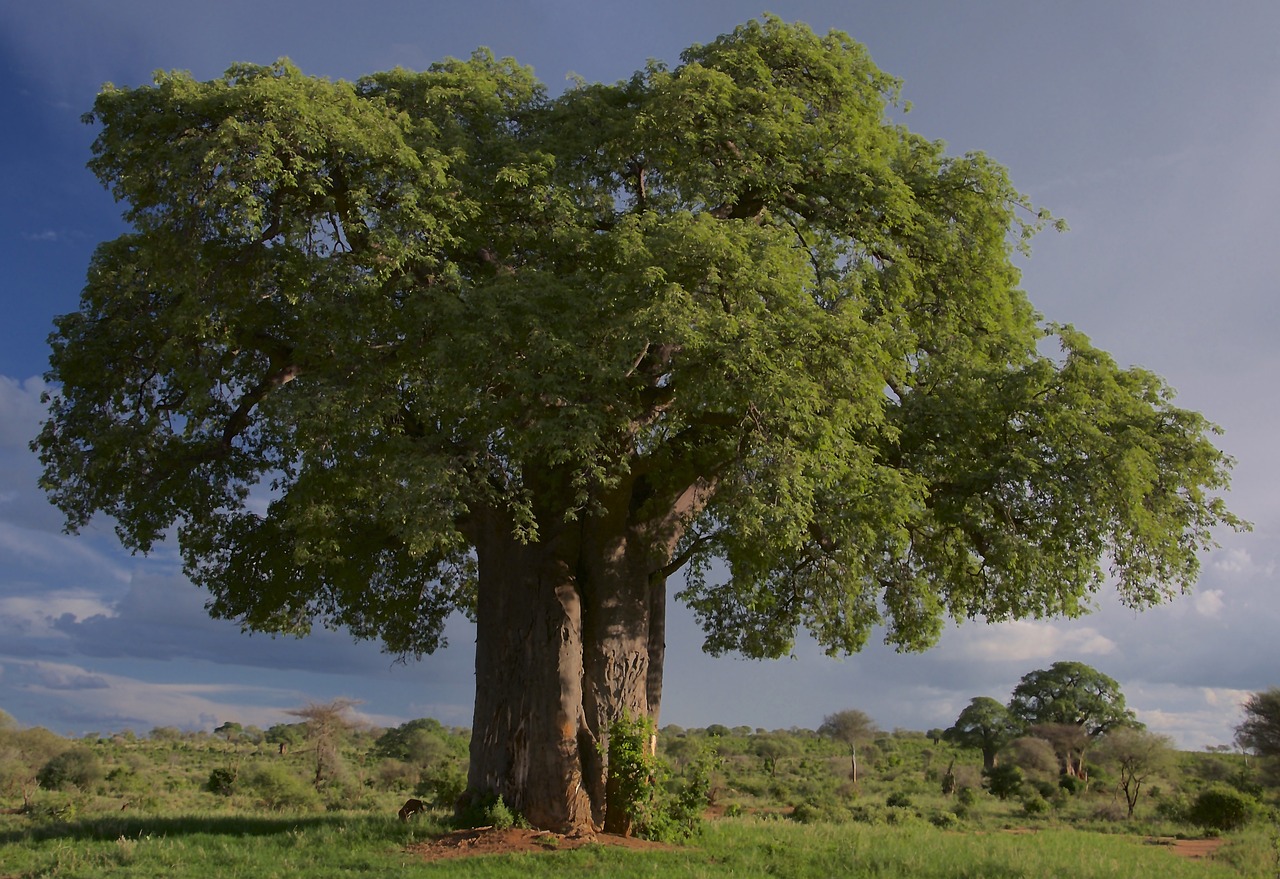 View of Serengeti National Park