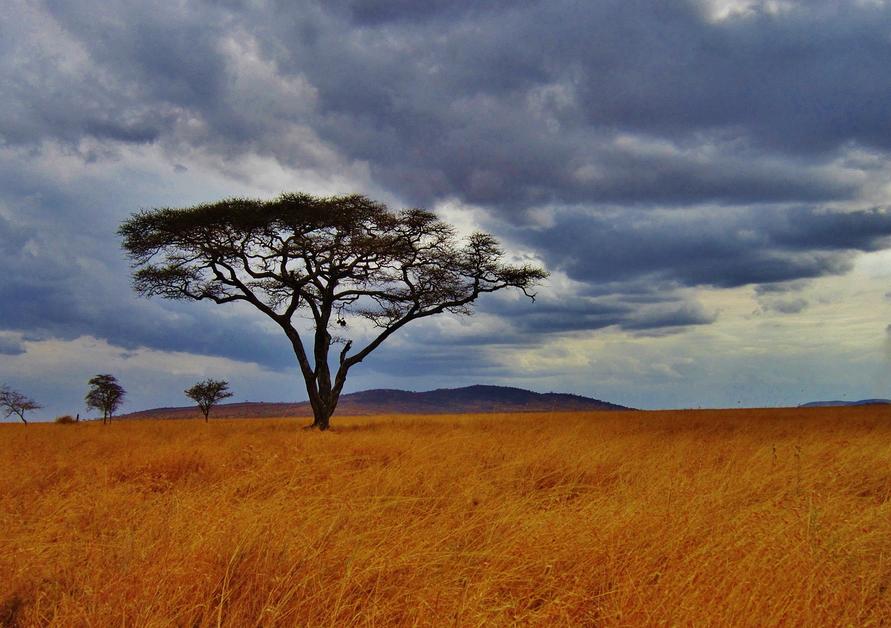 View of Serengeti National Park