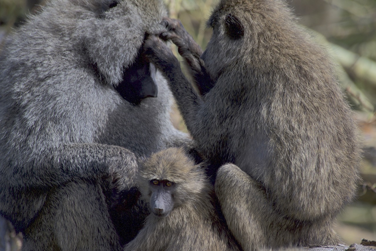 View of Ngorongoro Crater