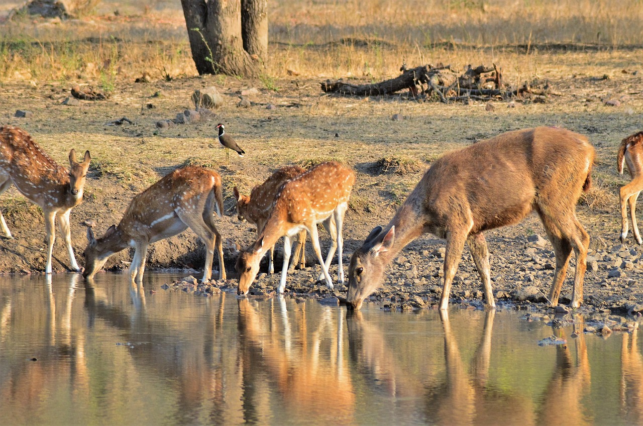 View of Ranthambore