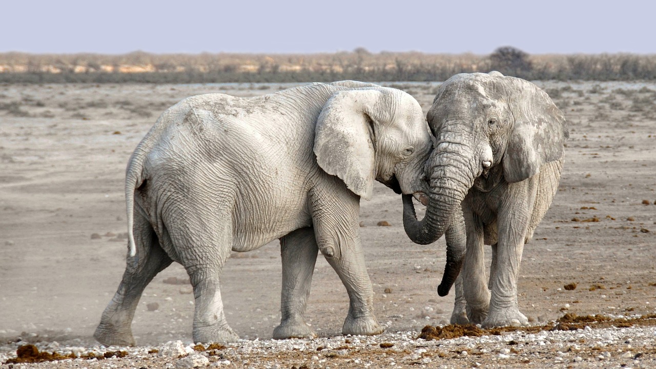 View of Etosha National Park