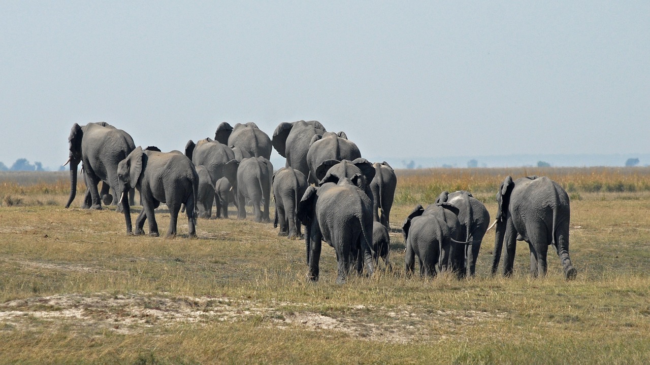 View of Chobe National Park