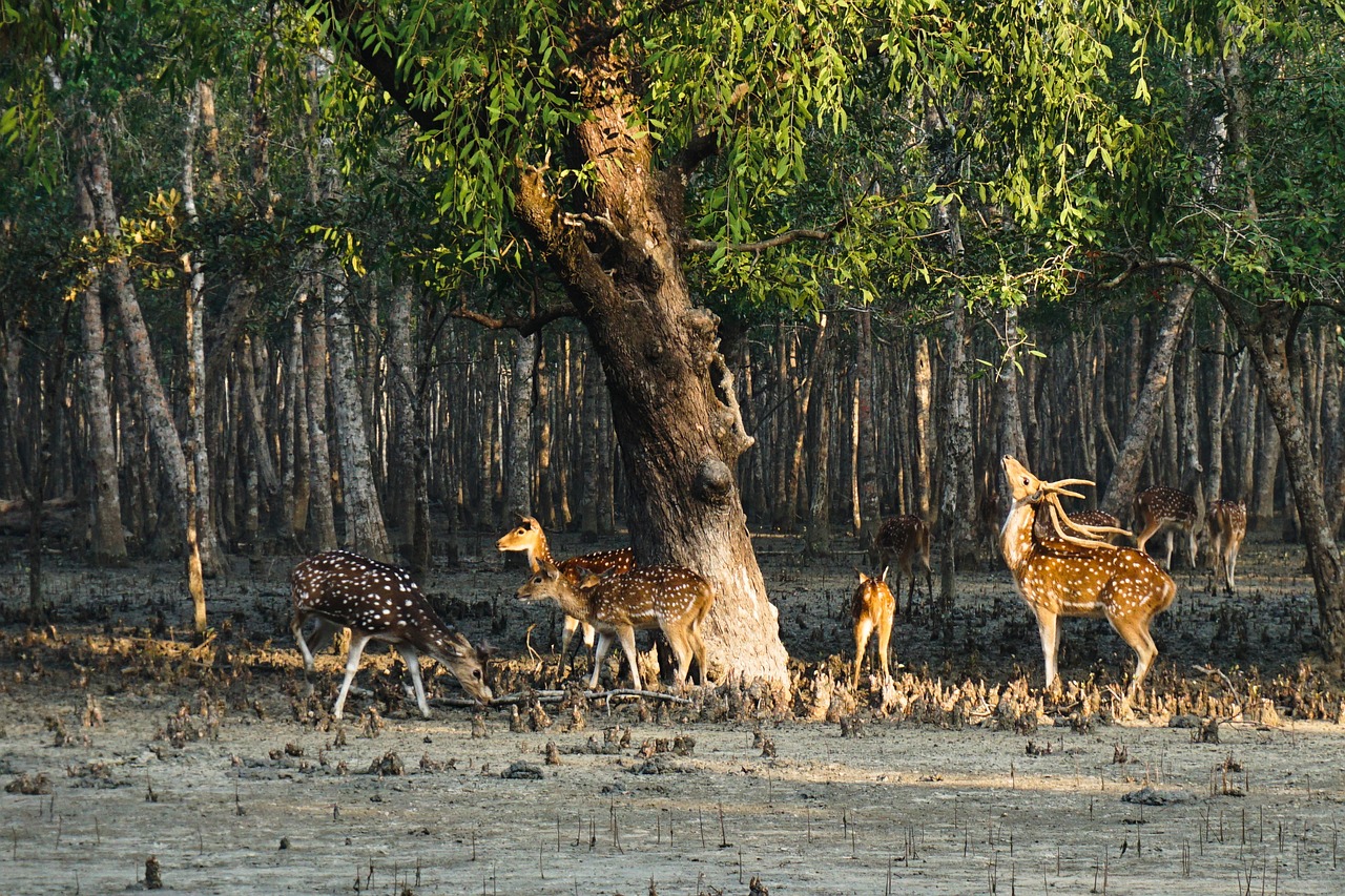View of Sundarbans