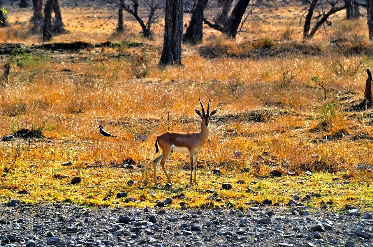 View of Ranthambore