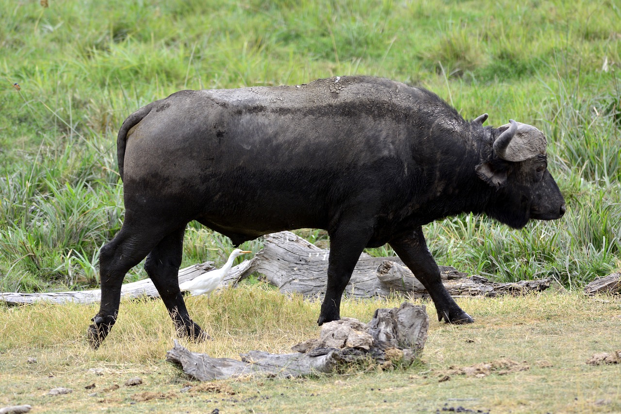 View of Tarangire National Park