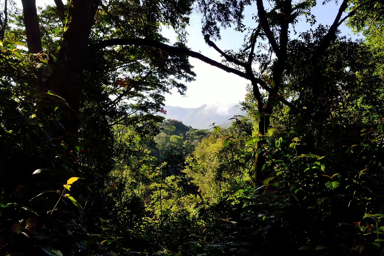 View of Bwindi Impenetrable National Park