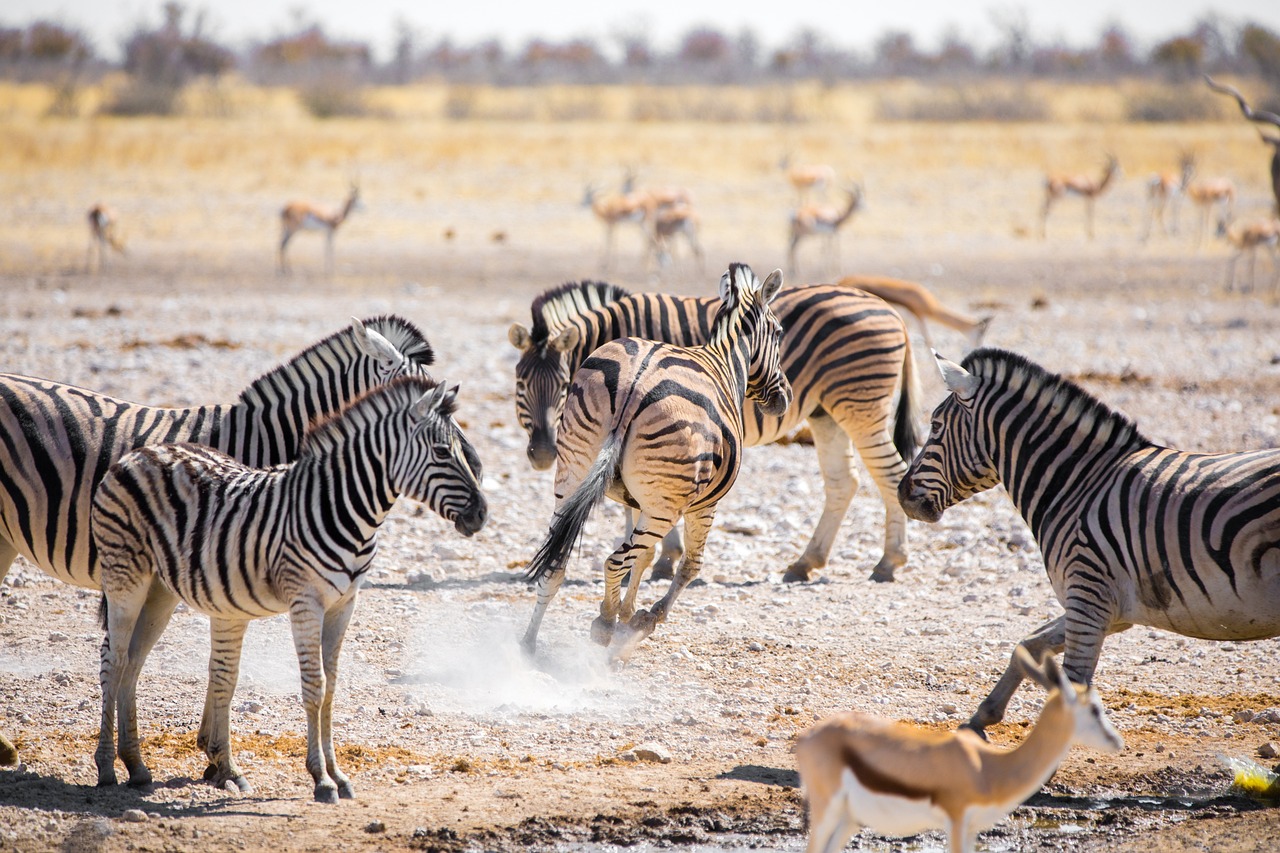 View of Etosha National Park
