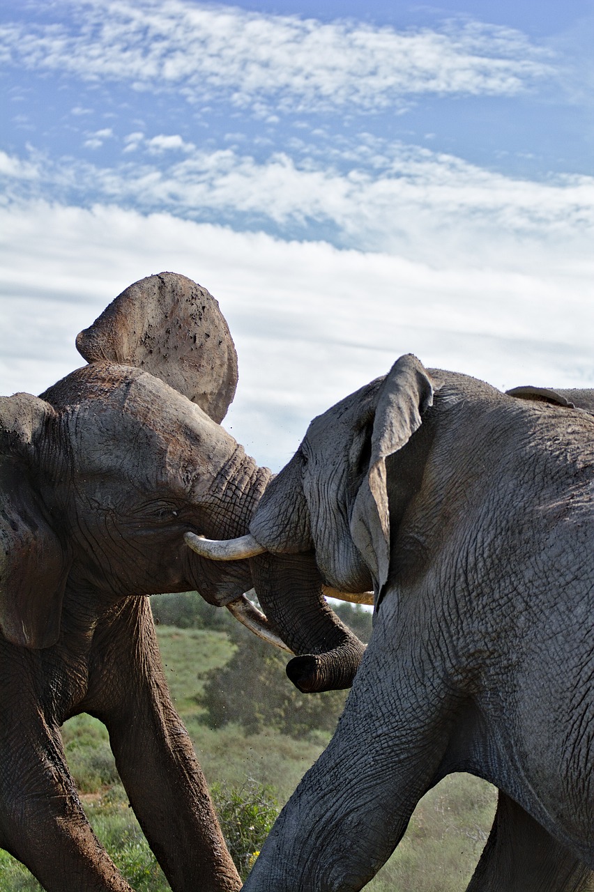 View of Addo Elephant National Park