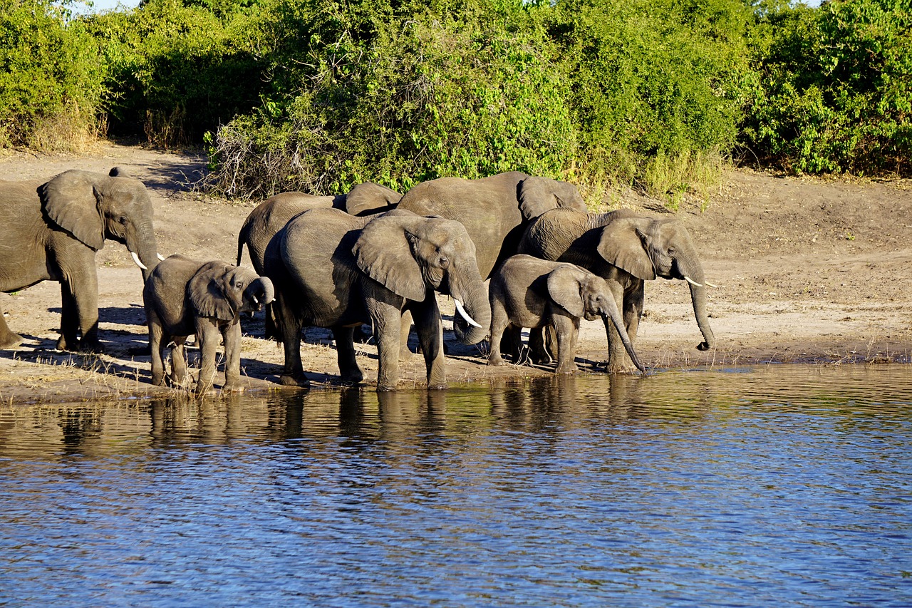View of Chobe National Park