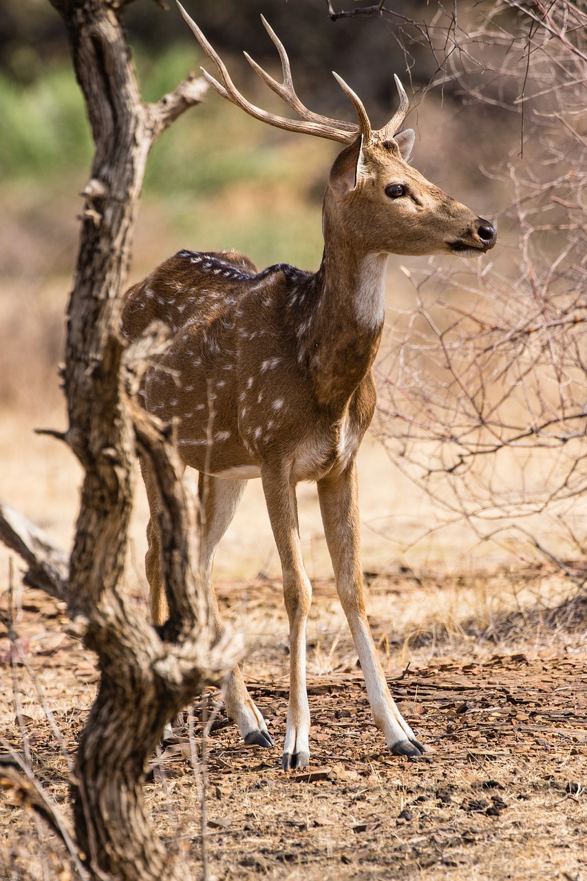 View of Ranthambore