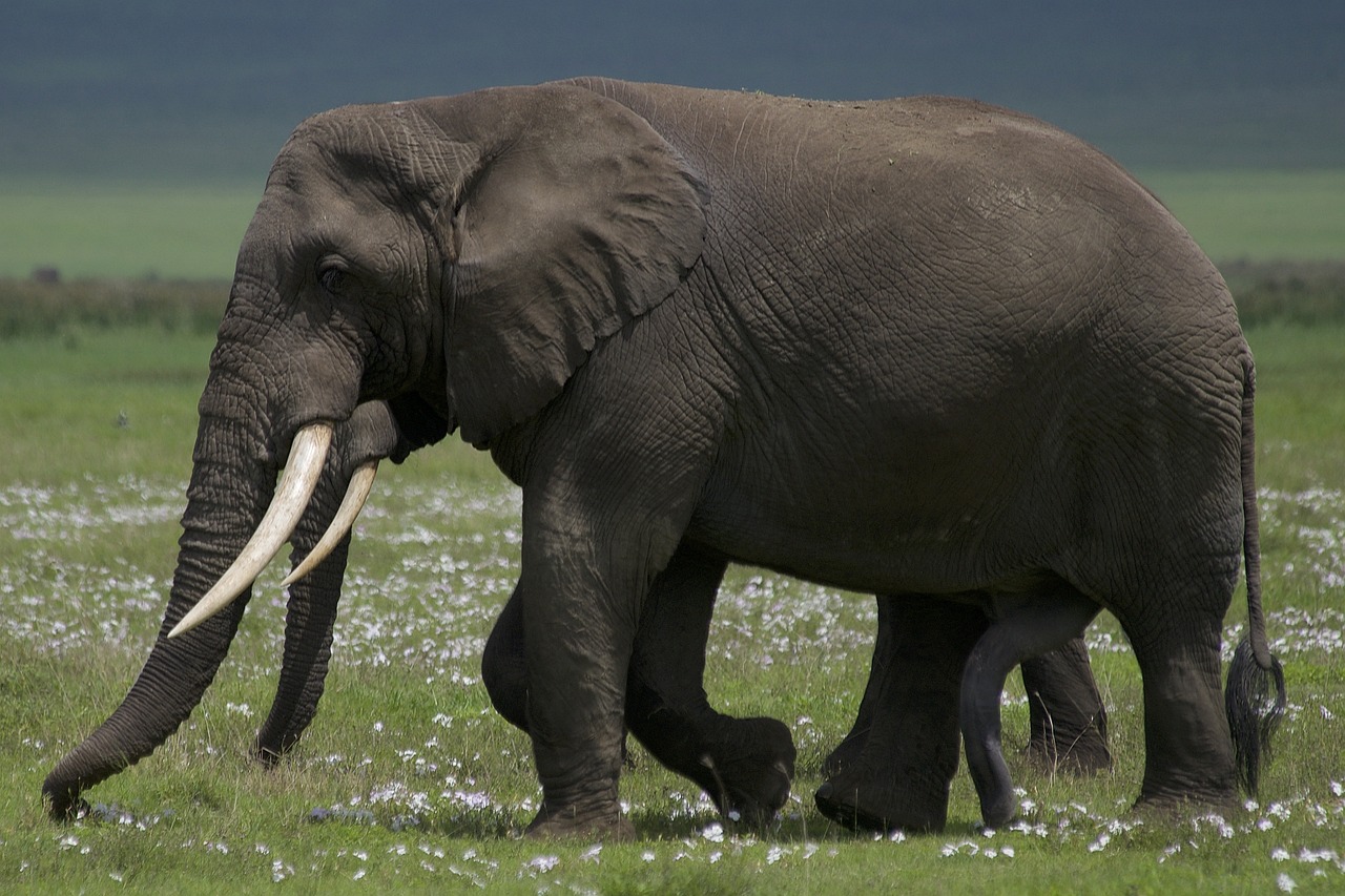 View of Ngorongoro Crater