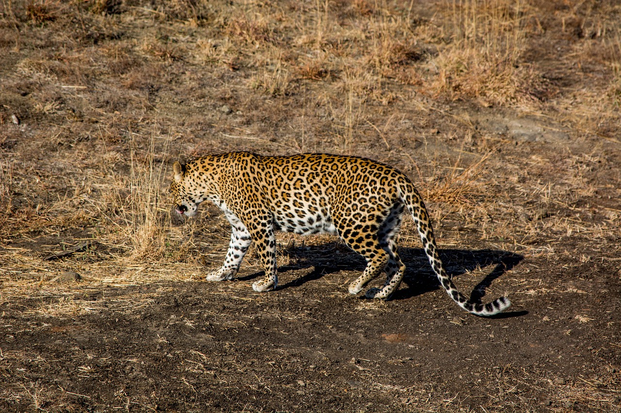 View of Singh’s Tiger Safari