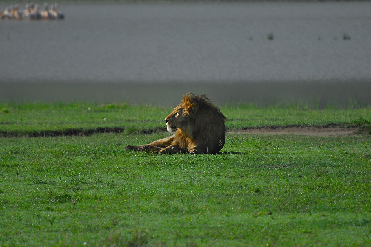 View of Ngorongoro Crater