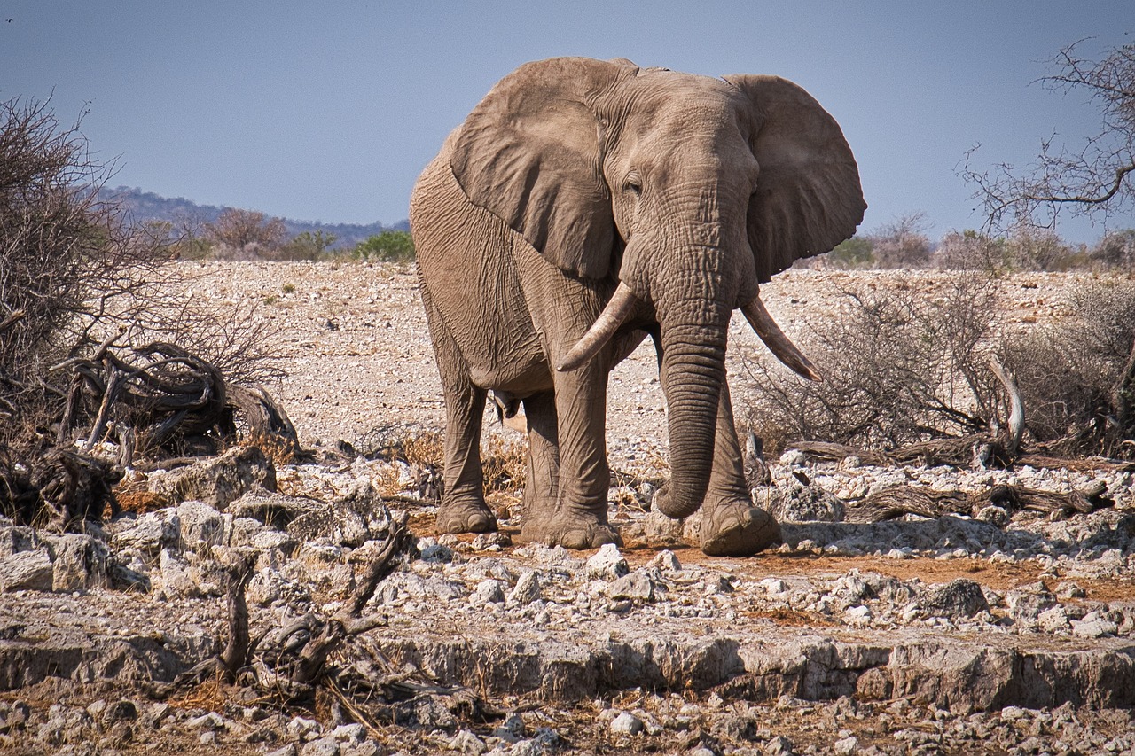 View of Etosha National Park