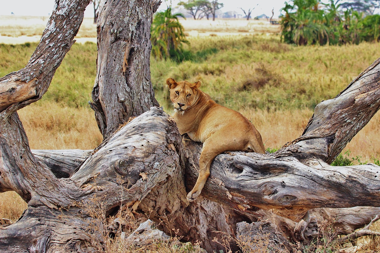 View of Serengeti National Park