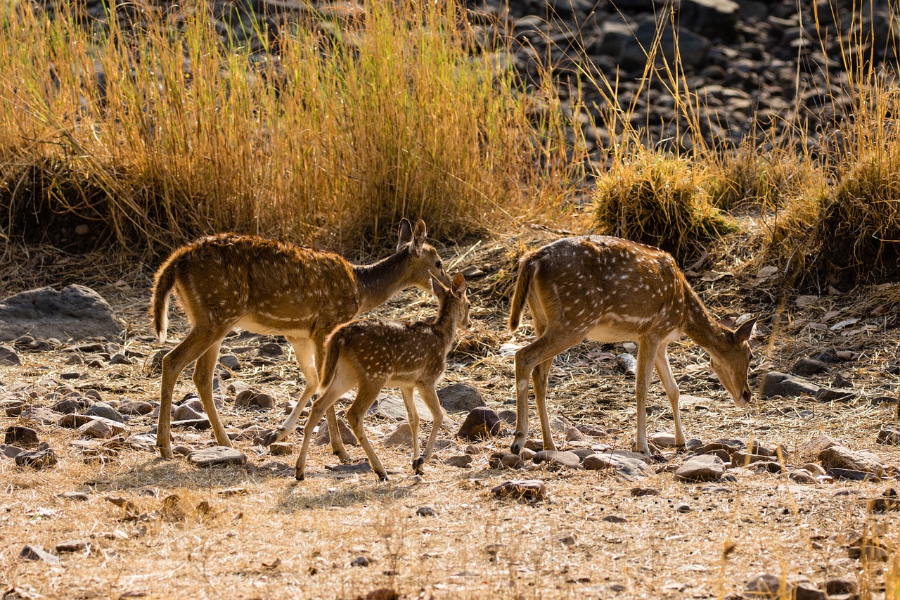 View of Ranthambore