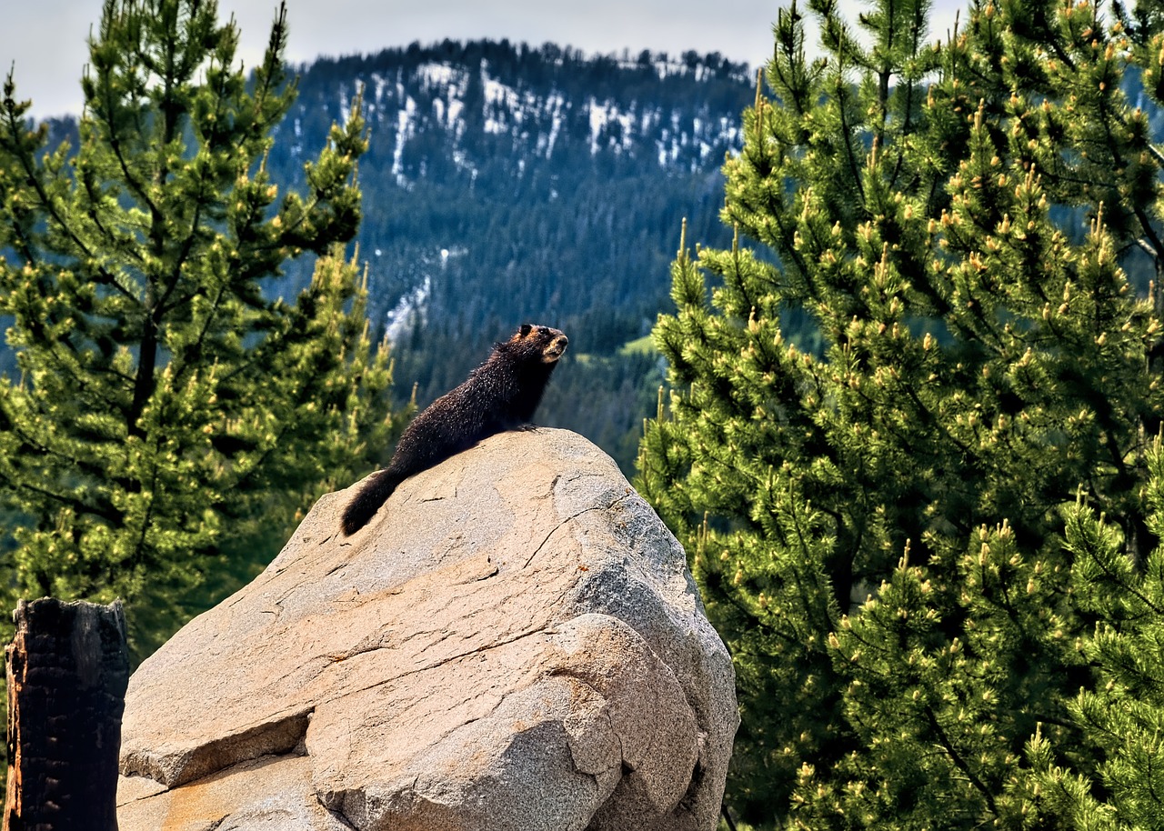 View of Jackson Hole