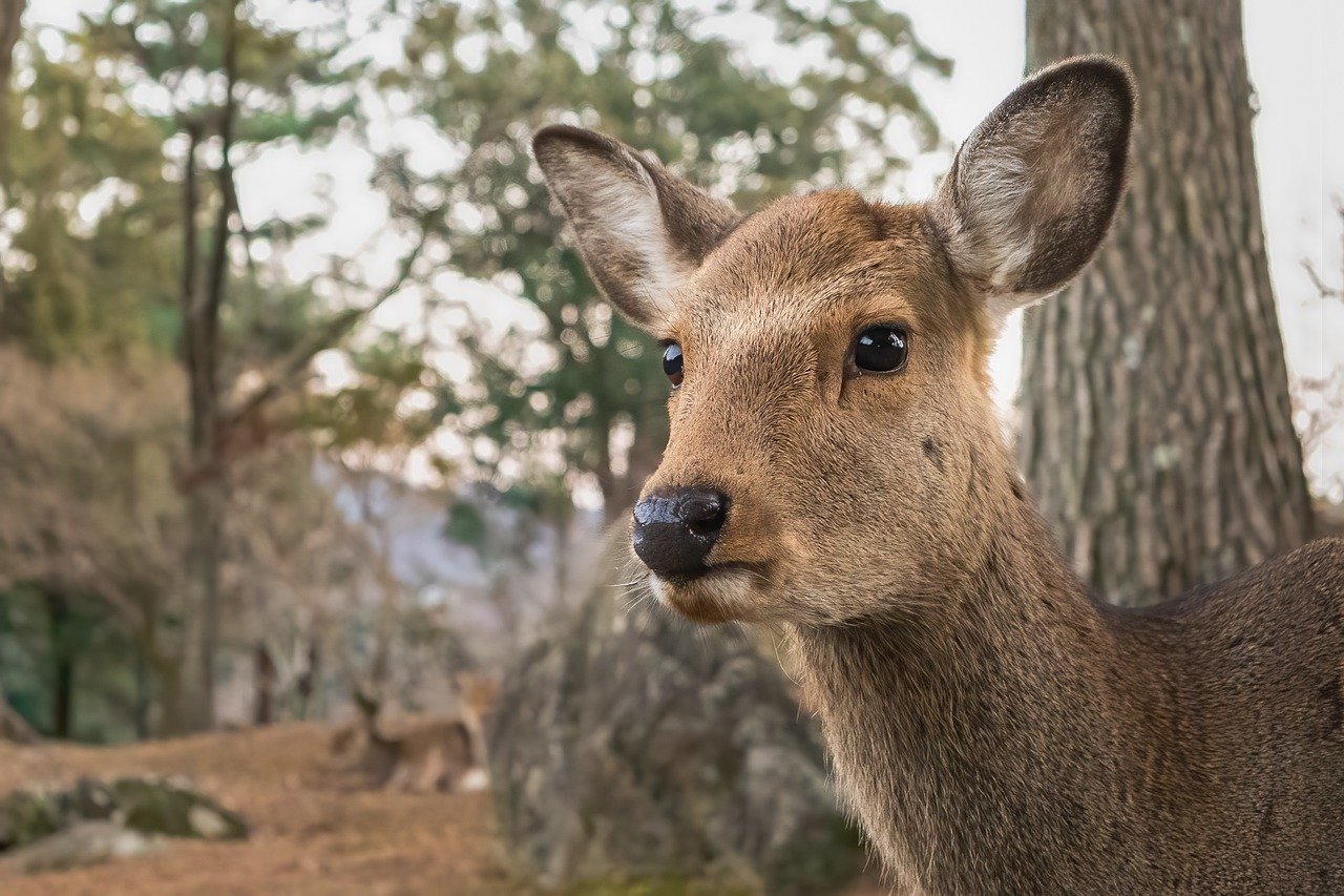 View of Nara