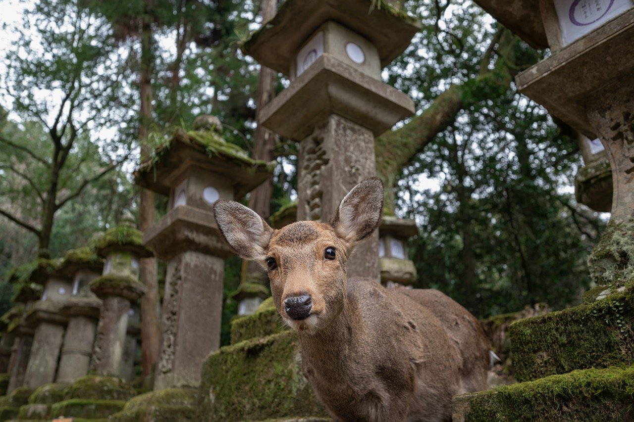 View of Nara