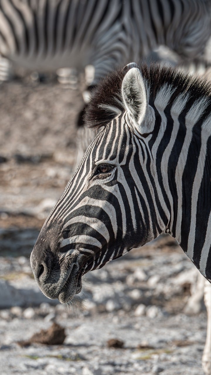 View of Etosha National Park
