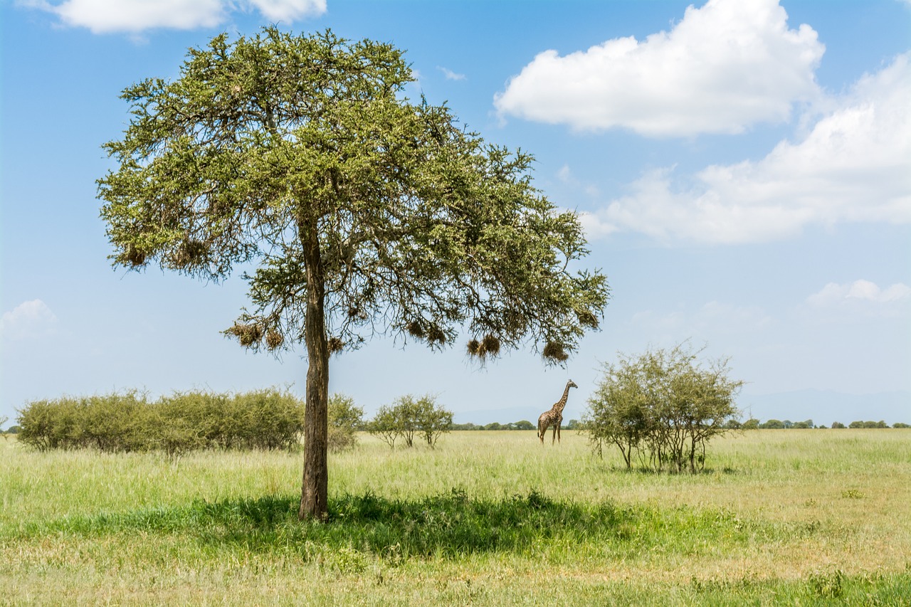 View of Tarangire National Park