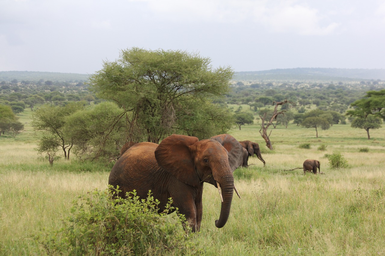 View of Tarangire National Park