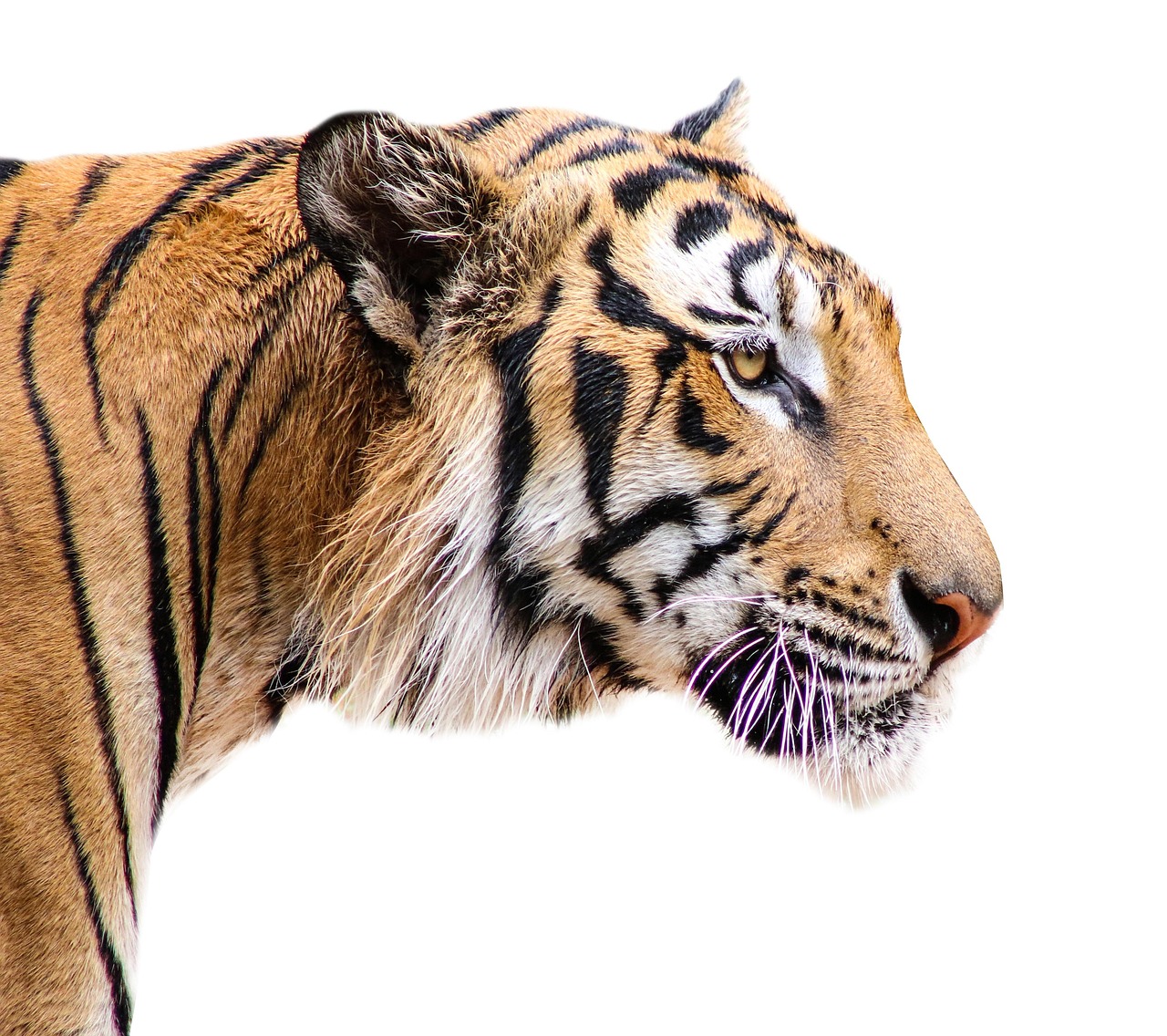 View of Singh’s Tiger Safari