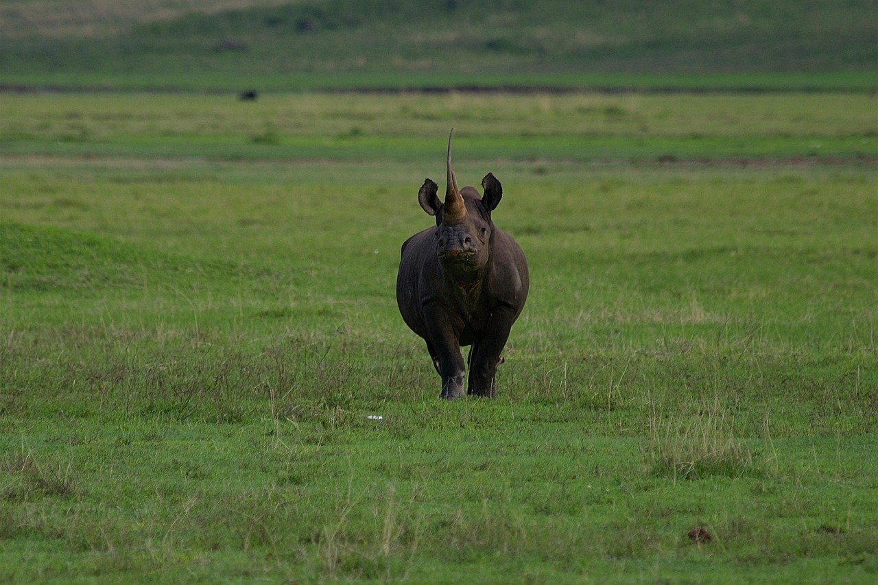 View of Ngorongoro Crater