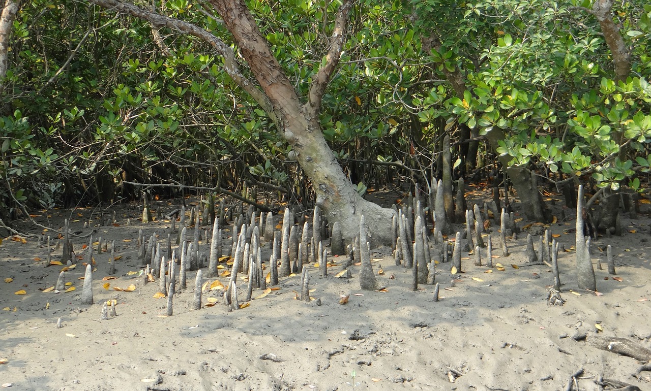 View of Sundarbans
