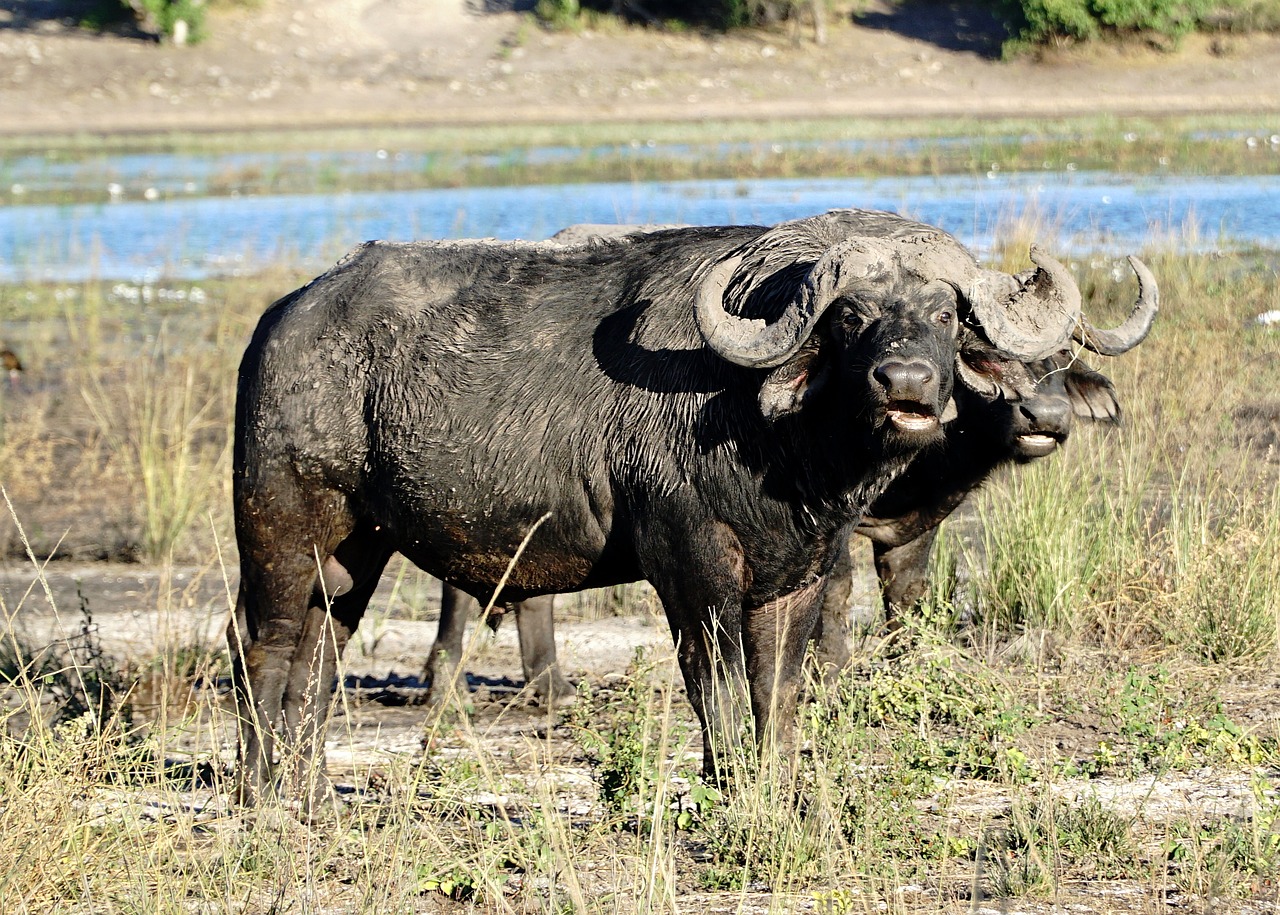 View of Chobe National Park