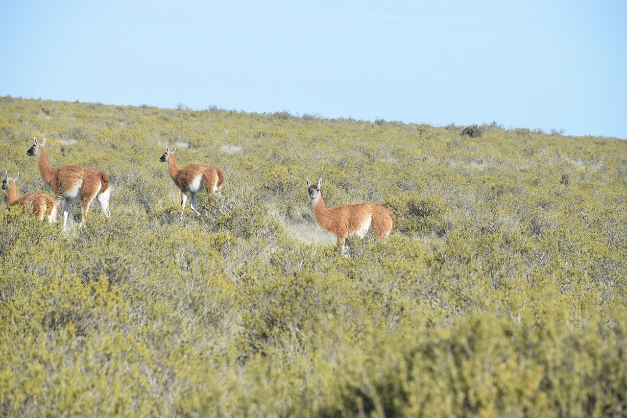 View of Puerto Madryn