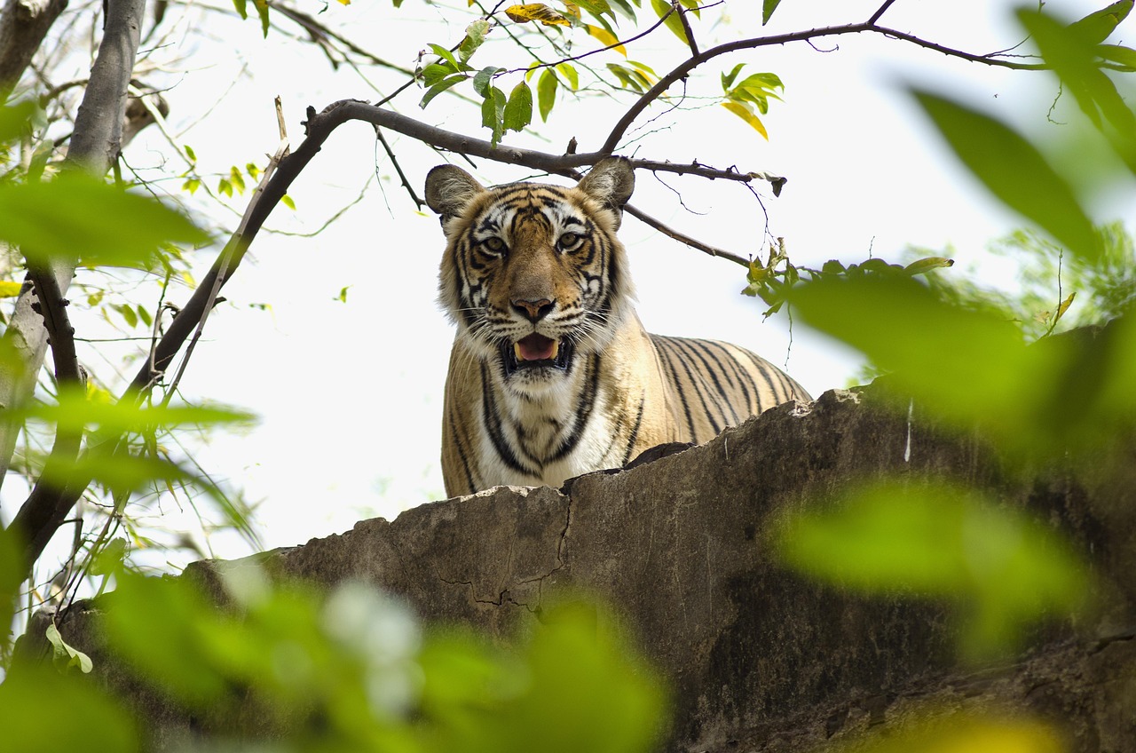 View of Kanha National Park